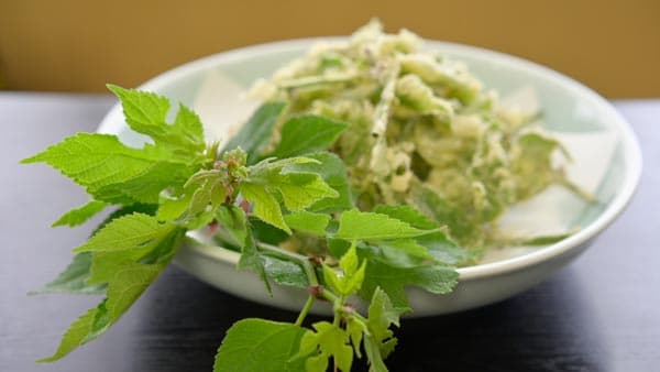 埼玉県小川町の「楮」地域の"食農"体験型サイクリングイベント開催