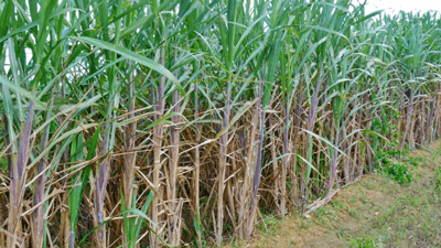 再生農業の手法を用いたサトウキビ栽培　タイで開始　サントリー