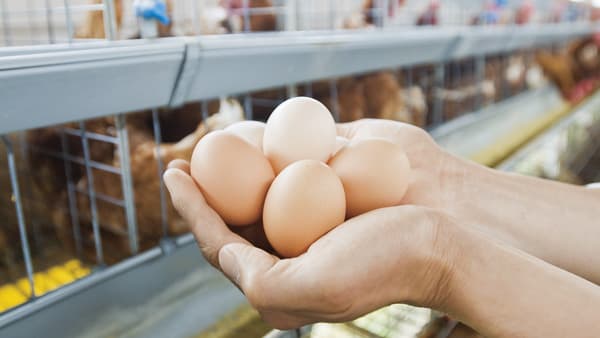 年末年始の産地を応援「配達休みに産まれた産直たまご」注文受付開始　パルシステム