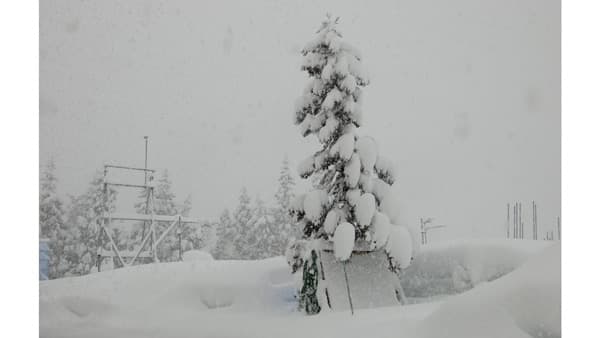 大雪による倒木の危険性評価のための着雪モデルを開発　森林総合研究所