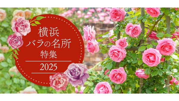 横浜で楽しめるバラの名所を紹介「横浜 バラの名所特集2025」オープン