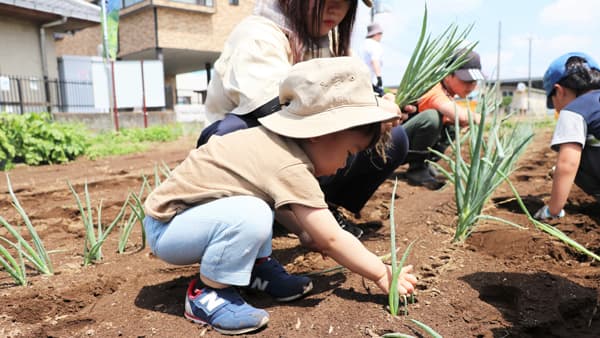 伊勢崎市で見守る赤ねぎやさつまいもの成長　農業体験会始動　パルシステム群馬