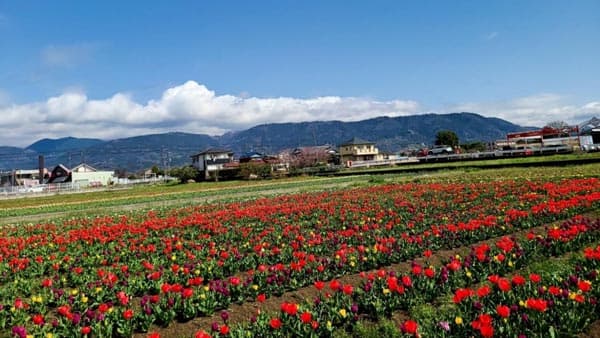 「道の駅 足柄・金太郎のふるさと」チューリップ摘み取り体験を開催
