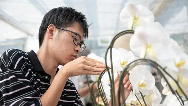 農福連携で胡蝶蘭を生産するAlonAlon　生花販売アットアールとタッグ