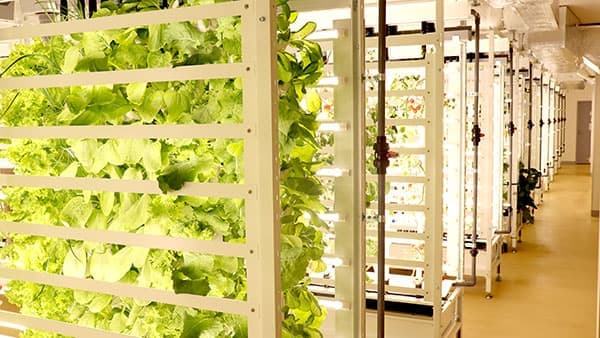 全国で50番目「わーくはぴねす農園」立川市に開園　エスプールプラス