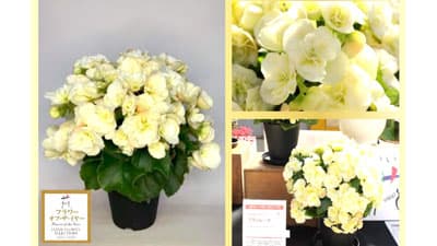 今年最高の花「日本フラワー・オブ・ザ・イヤー2024」決定