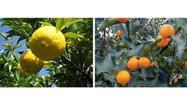 宮崎県「こだわりの業務用農水産物加工品」紹介イベント・商談会を開催