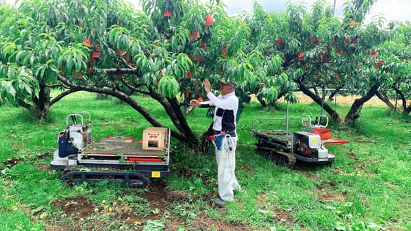 山梨県産桃の新たな流通ルート構築　食品ロス削減し低価格で販売　クックパッドマート