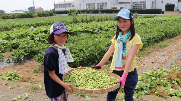 4月にまいた種の成長を実感　伊勢崎で枝豆収穫体験を開催　パルシステム群馬