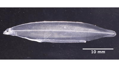 ニホンウナギの完全養殖　大学として初めて成功　近畿大学