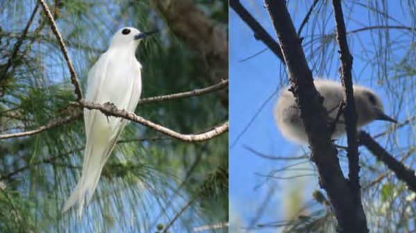 侵略的外来植物が助けた南鳥島の海鳥相　120年ぶり回復の一方ジレンマも　森林総合研究所