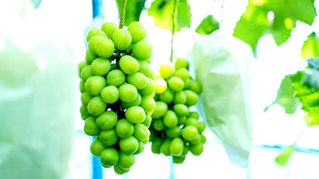 ふるさと納税　達人が育てたシャインマスカットの予約受付中