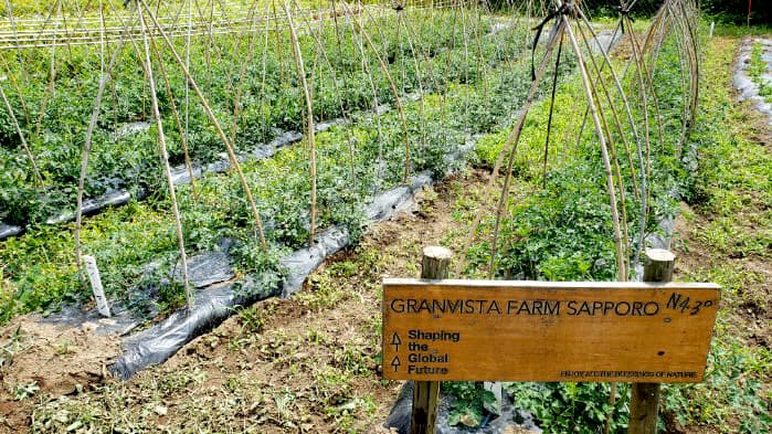 自社農園で作った無農薬栽培野菜のメニューを期間限定で提供　札幌パークホテル