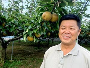 松戸市内48観光梨園で直売＆梨もぎスタート