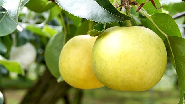 奈良県プレミアムセレクト認定の「樹上完熟梨」先行予約販売
