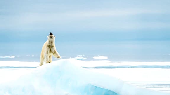 自然を守ることは、社会を守ること「私たちの未来を考える展」開催　松坂屋上野店