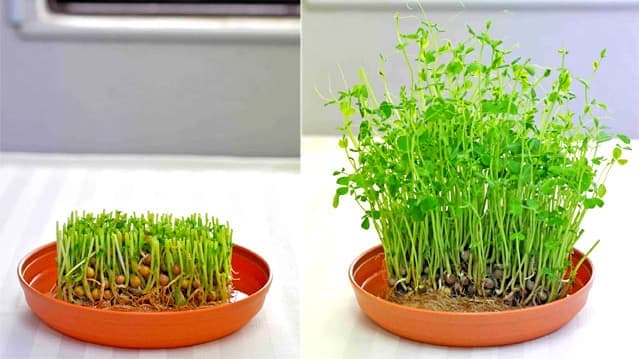 「豆苗」前年同月比145％　月間売上初の10億円超え　村上農園