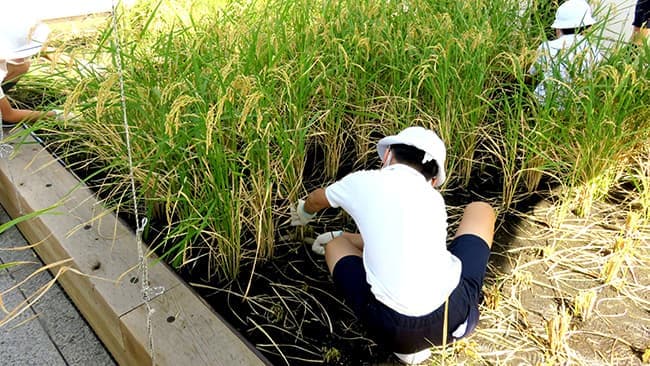 都心の屋上で子どもたちが稲刈り体験「茅場町あおぞら田んぼプロジェクト」