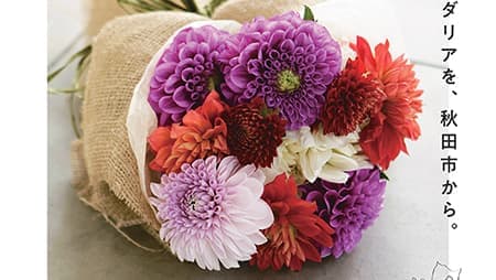 秋田市産ダリア×日比谷花壇　販促キャンペーン開催