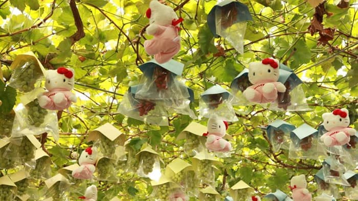 ハローキティとぶどう狩り特別イベント開催　霧島さくらフルーツランド