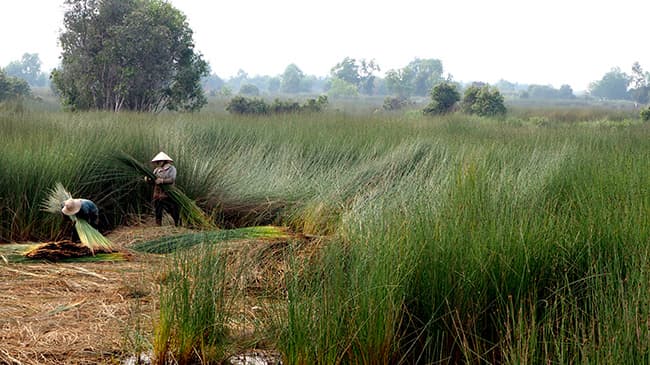 農大生のベンチャーがベトナム農村支援と協業　HAYAMI