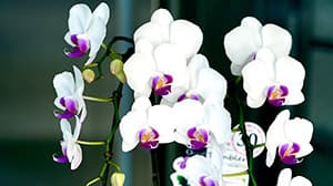 「ミディ胡蝶蘭」が好評　花の新しい活用法を提案　豊洲市場ドットコム