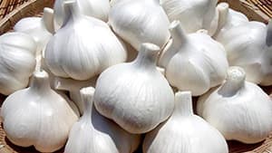 青森の産直にんにくでオンライン料理教室開催　東京ガス