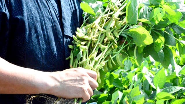 新丹波黒 黒枝豆「拙者のごっつぉ」発売