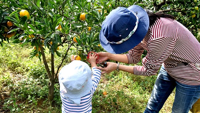 和歌山で「みかんピング」開催　伊藤農園
