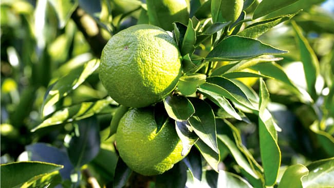 北山村の特産柑橘「じゃばら」68.3％が花粉症に効果実感