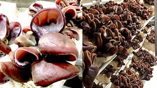 高級きくらげ「貴彩」が20％オフ　お歳暮・冬ギフト特集開催