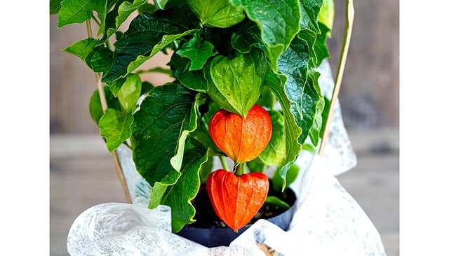 売り先を失った2万5000鉢の「ほおずき」を販売　豊洲市場ドットコム