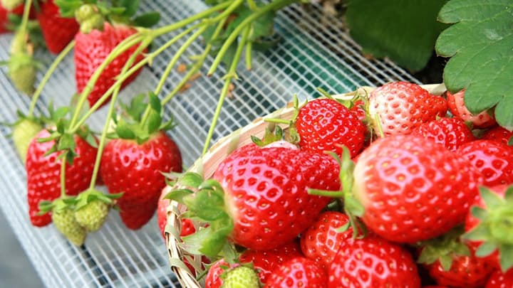高級いちご無料配布で生産者・仲卸を応援・フードロス解消へ　フードサプライ