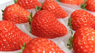 岡山の高級いちご「晴れ娘」2021年産を販売開始