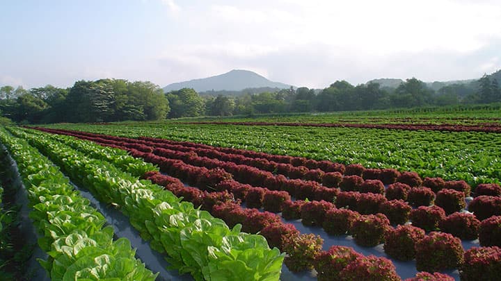 外出自粛に対応　有機野菜など「旬の野菜BOX」お届け開始　ワタミ