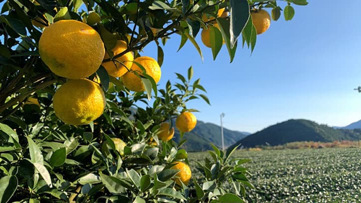 川根本町の課題解決へ「幻の柚子」でつくるサステイナブルスイーツ販売開始