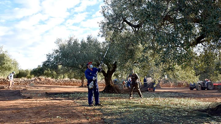 希少な「モルー種」の搾りたてオリーブオイル　数量限定で発売　日本オリーブ
