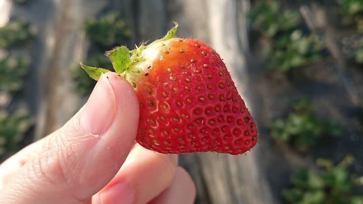 有機JAS認証いちごと無農薬栽培のタケノコ　京都で収穫体験　ビオスタイル