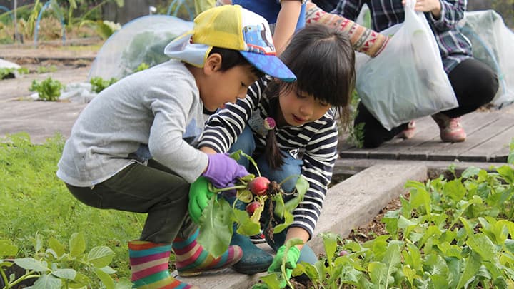会員専用貸菜園を一般開放「アグリス成城オープンファーム」開催