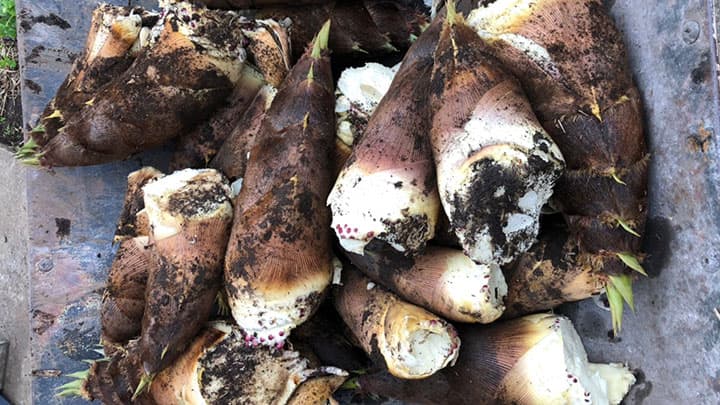 1周年記念　新鮮な朝採り竹の子をプレゼント　ドライブスルー八百屋