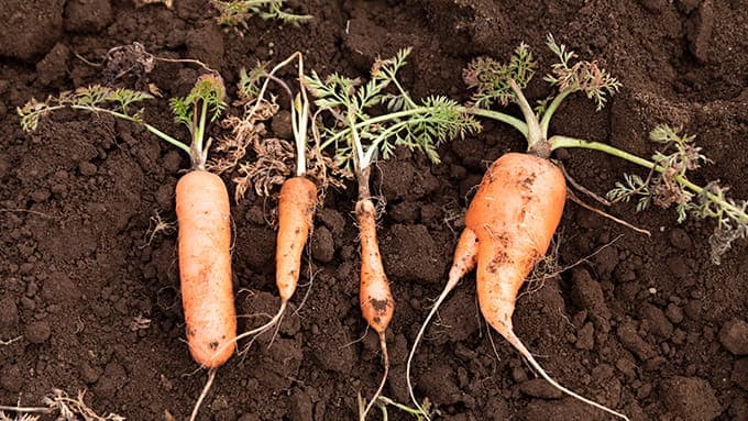 見た目より中身「ふぞろいRadish」販売開始　オイシックス・ラ・大地