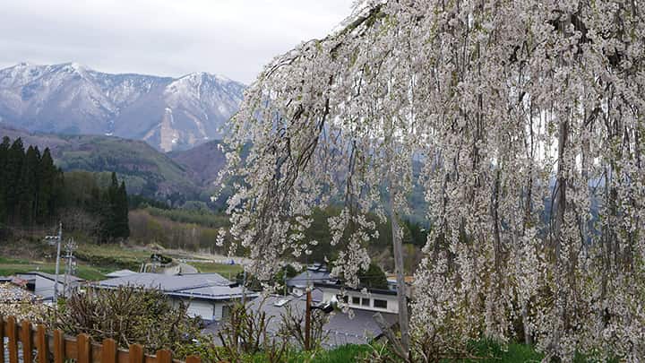 花と味覚を楽しむ「いいづなまち花めぐり」開催　長野県飯綱町