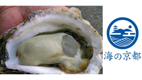 「海の京都」の初夏の味覚を先取り「丹後の海　育成岩がき」出荷開始