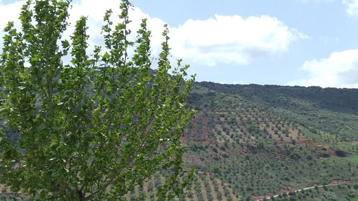 ラ・マンチャの有機栽培EVオリーブオイル「一期一会」数量限定発売　日本オリーブ