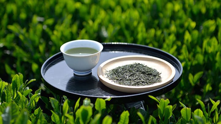 狭山茶の新茶を楽しむ「八十八夜新茶まつり」開催　埼玉県入間市