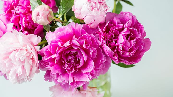 「旅する生花」第4弾　長野・ＪＡ中野市から「シャクヤク」を新幹線で輸送