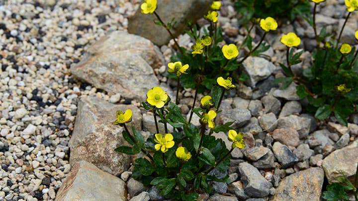 絶滅危惧種を期間限定公開　異例のスピードで開花　白馬五竜高山植物園