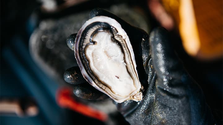 干潟で育つブランド牡蠣「ひがた美人」冷凍牡蠣の販売再開　JF大分県中津支店