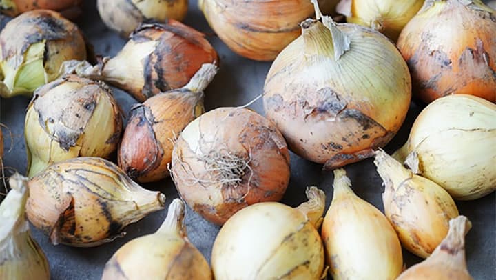 兵庫県公式オンラインショップで淡路島産「規格外たまねぎ」販売