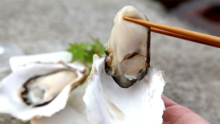 関東で唯一の岩牡蠣外洋養殖　真鶴の岩ガキ「鶴宝」100セット限定販売